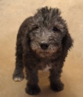 tata Bedlington terier k dispozici