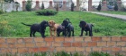 Jihoafrick� mastin - Boerboel