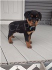 �t��ata rottweiler�.