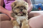 Shih Tzu �t��ata.