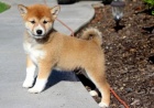 �t��ata Shiba Inu.