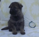 �t���tka NO s PP