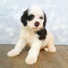 o�kovan� a od�erven� �t��ata portugalsk�ho vodn�ho psa k adopci.