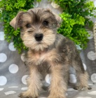 �t��ata miniaturn�ho kn�ra�e k adopci.