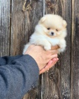 miniaturn� �t��ata pomeranian� k adopci. Jsou o�kovan� a od�erven�.