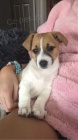 Kr�sn� a rozko�n� o�kovan� a od�erven� �t���tka jack russell teri�ra k adopci.