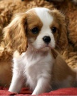 n�dhern� a zdrav� �t��ata Kaval�r King Charles Spaniel k adopci.