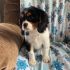 �t��ata Mini Cavalier King Charles Spaniel k adopci.
