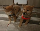 Rozkon okovan a oderven ttka fenky a pejska shiba inu k adopci