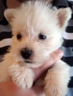 �t��ata West Highland White Terriers k adopci