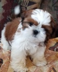 Okovan a oderven tata SHIH TZU k adopci