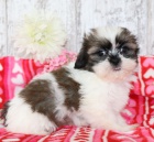 kr�sn� pejsek a fenka zdrav� �t���tka SHIH TZU k adopci