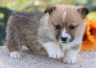 krsn a andlsk tata Pembroke Welsh Corgi na prodej.