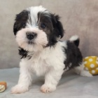 roztomil a zdrav mini havanese tata k adopci