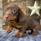 zdrav� �t��ata jezev��k� k adopci