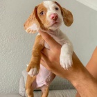 zdrav� �t��ata jezev��k� k adopci