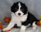 o�kovan�, od�erven� �t��ata fenky a pejska Aussiedoodle k adopci. �t��ata jsou v�echna o�kovan� a zdrav�