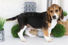 Ohromuj�c� �t��ata Beagle.
