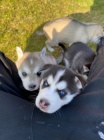 sibi�sk� husky s kr�sn�ma modr�ma o�ima k adopci.