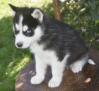 sibi�sk� husky s kr�sn�ma modr�ma o�ima k adopci.