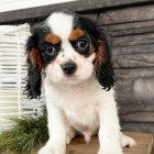 Zdrav tata Kavalr King Charles Spaniel k adopci. ttka jsou vechna okovan a oderven.