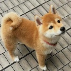 �t��ata shiba inu k adopci