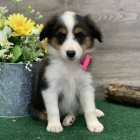 �t���tka australsk�ho ov��ka k adopci