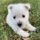 okovan a oderven mini ttka West Highland White Terriers k adopci