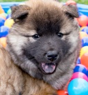 tata Eurasier hrav a zdrav tata Eurasier