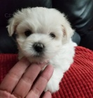 miniaturn� �t��ata malt�z�k�.