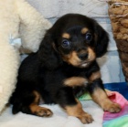 �t��ata jezev��k� k adopci