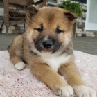 zdrav� a o�kovan� �t��ata SHIBA INU k adopci