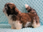 Shih-tzu, �i-tzu �t���tka s PP