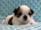 Shih-tzu, �i-tzu �t���tka s PP