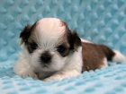 Shih-tzu, �i-tzu �t���tka s PP