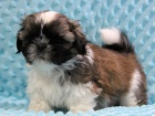 Shih-tzu, �i-tzu �t���tka s PP