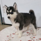 Rozko�n� �t���tka sibi�sk�ho huskyho s kr�sn�ma modr�ma o�ima k adopci. V�echna �t���tka jsou od�erven�, o�kovan� a socializovan�.
