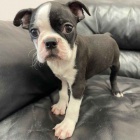 �t��ata bostonsk�ho teri�ra k adopci