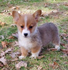 Prodm tata Pembroke Welsh Corgi.