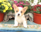 tata Welsh corgi pembroke k dispozici