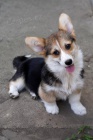 Vel�sk� Corgi Pembroke