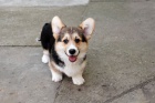 Vel�sk� Corgi Pembroke