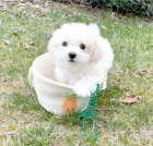 malt�zsk� �t��ata