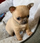 3 kr�sn� �t��ata �ivava