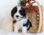 Kr�sn� shih Tzu �t���tka.