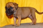 Bullmastiff �t��ata.