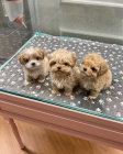  Kr�sn� Maltipoo �t��ata k dispozici