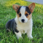 kr�sn� o�kovan� �t���tka Pembroke Welsh Corgi k adopci