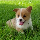 �t��ata Pembroke Welsh Corgi k adopci