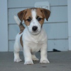 okovan a zdrav tata jack russell terira k adopci.